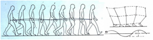 caminar erguido. 