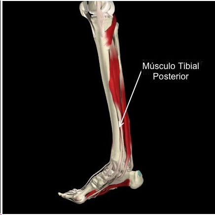 musculo tibial