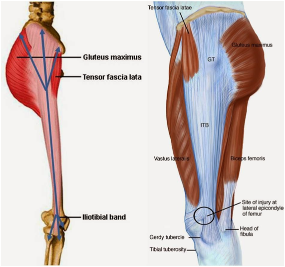 FASCIA
